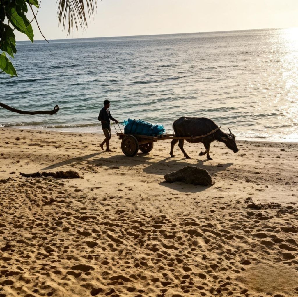 A carabao pulling a cart along the beach