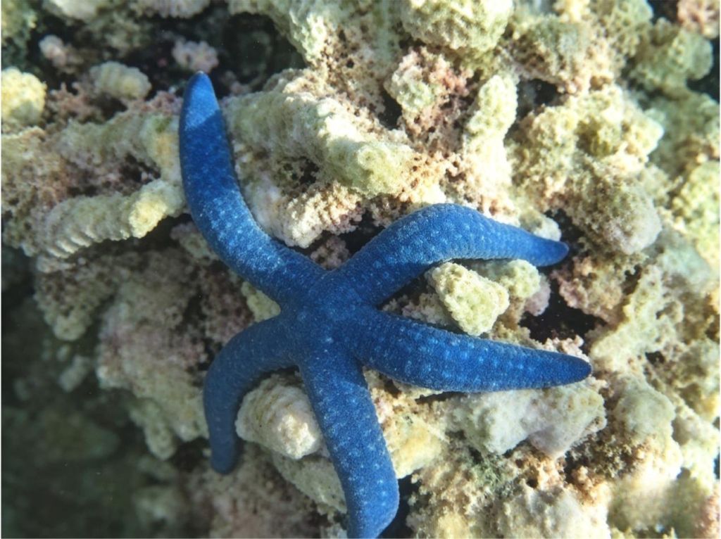 A blue starfish on the reef