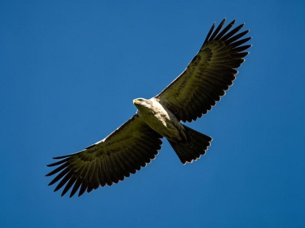 A sea eagle soaring overhead