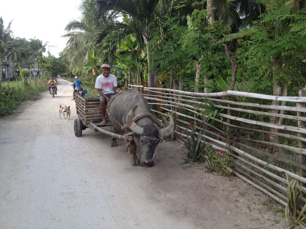 A carabao pulling a cart along a village road