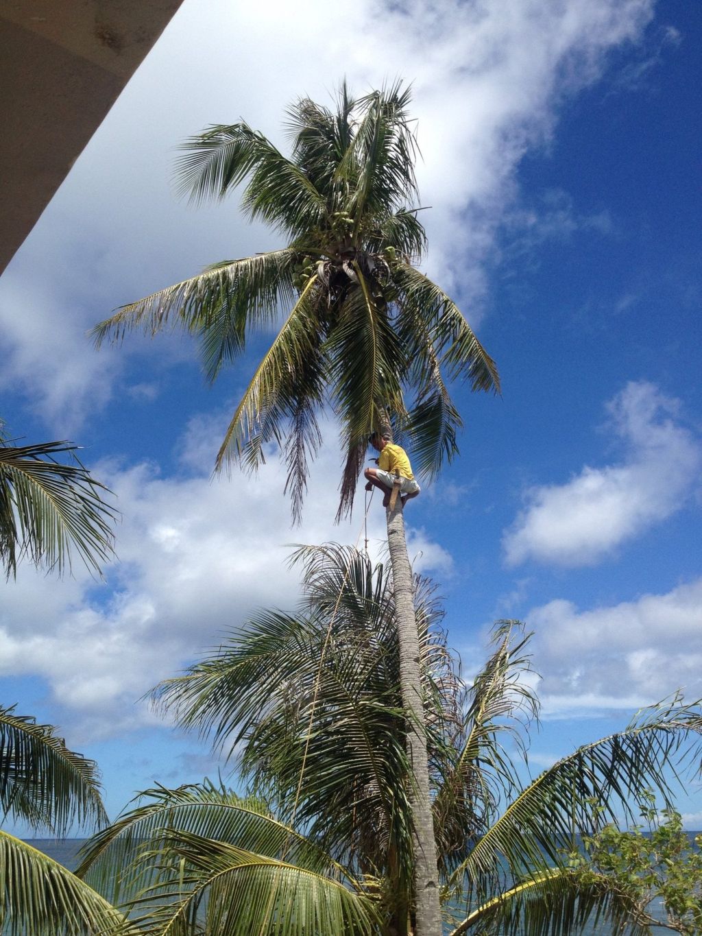 An islander climbing a coconut palm