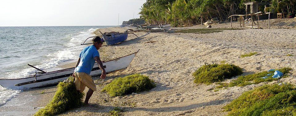A seaweed farmer on the beach