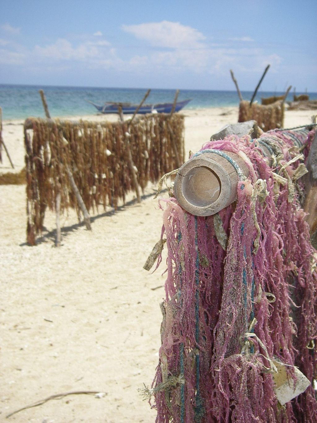 Seaweed drying on bamboo racks on the beach