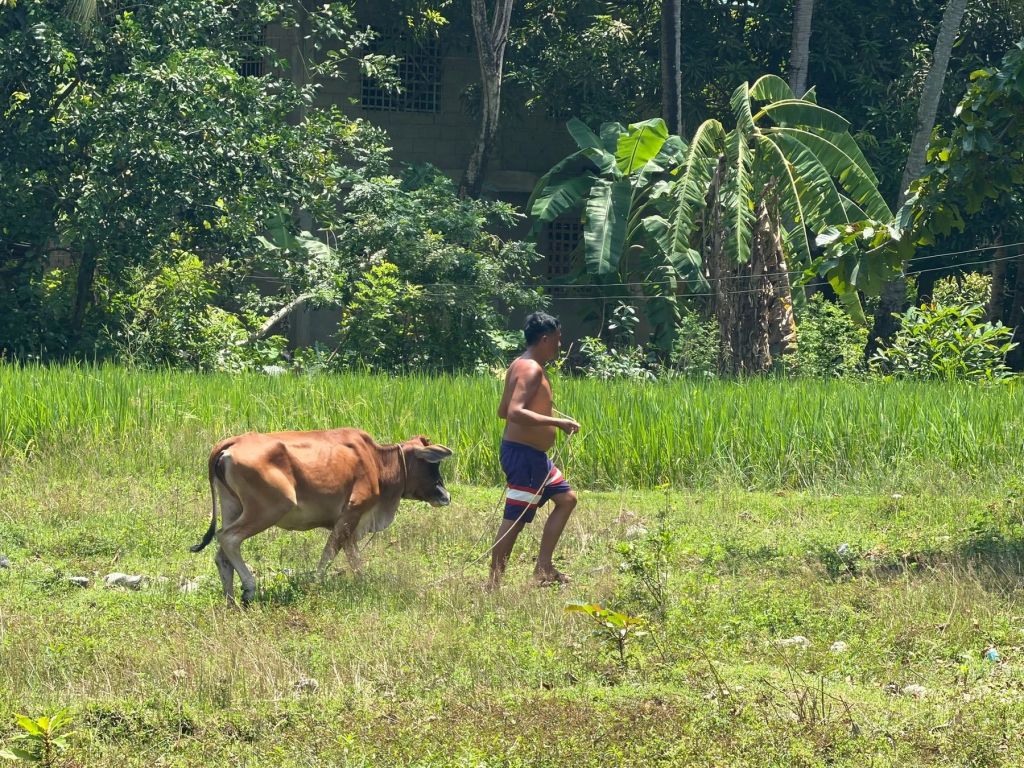 A farmer leading a cow past the rice fields
