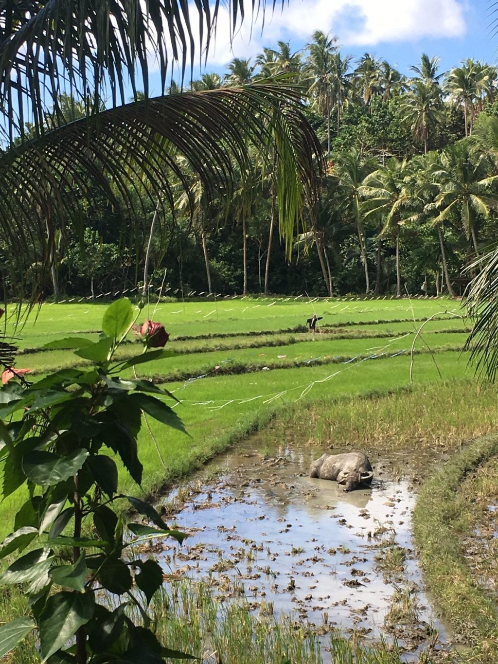 Green rice paddies under the palms