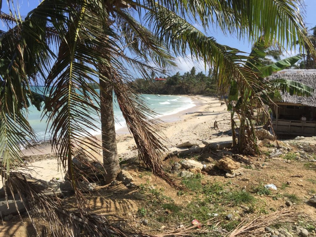 Palms leaning over a quiet shore