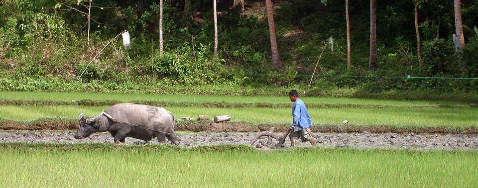 A farmer ploughing a rice field with a carabao