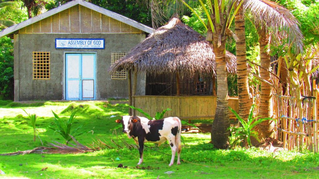A cow grazing by a village school