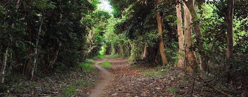 Jungle trails