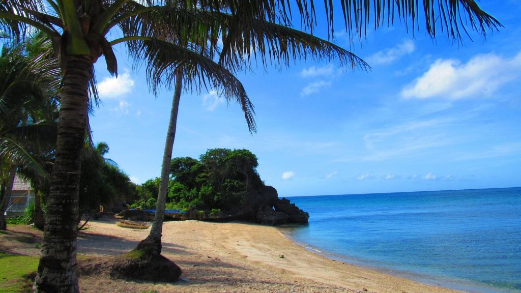 A quiet cove with a palm tree and rocks