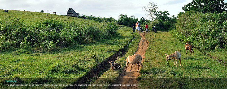 Open meadows and trails