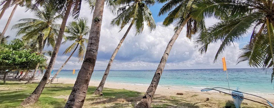 A palm-fringed beach