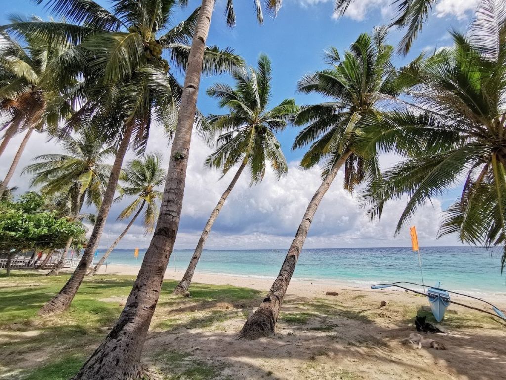 Coconut palms along a white beach