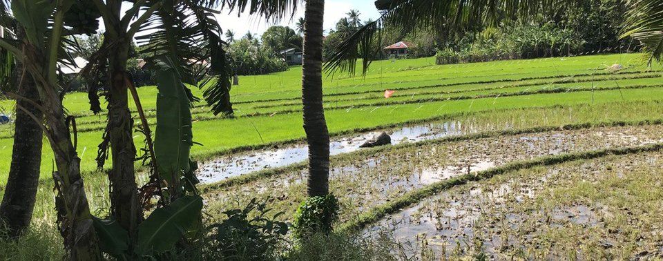 Terraced rice paddies