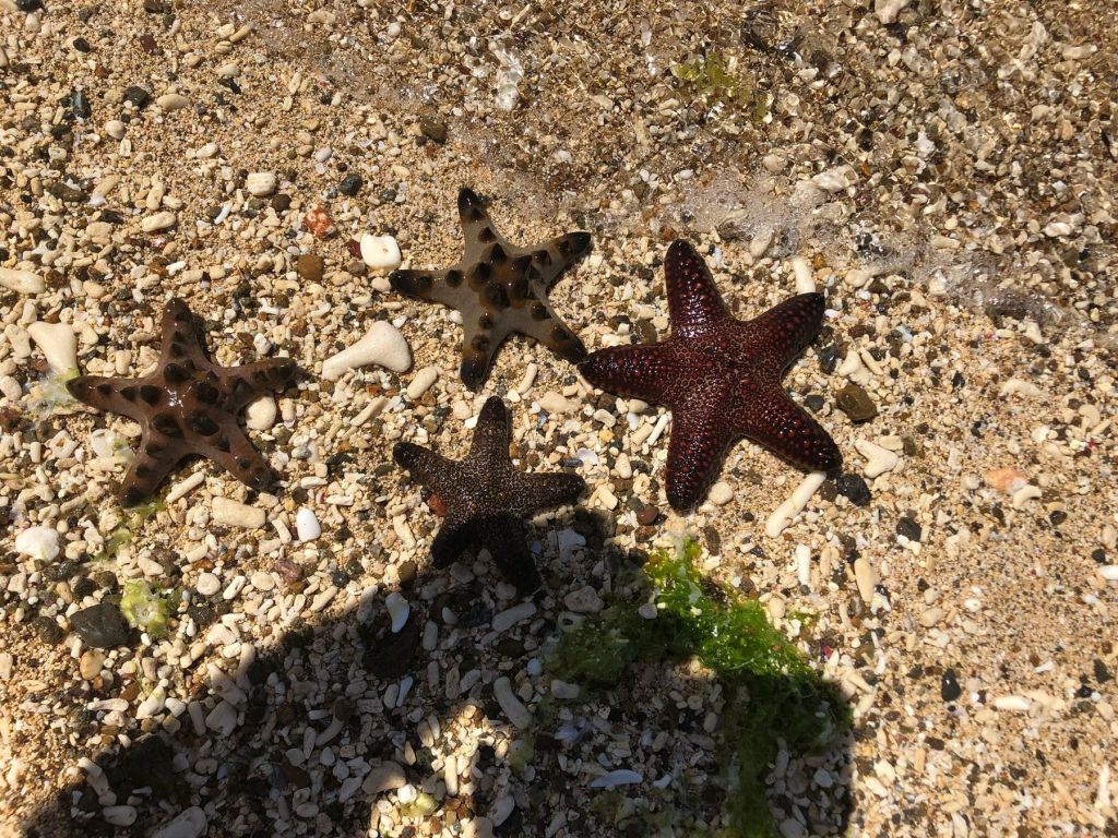 Starfish in the shallows